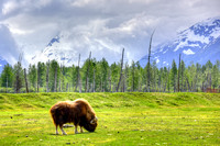 Alaska Wildlife Conservation