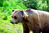 Alaska Wildlife Conservation