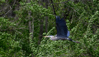 Great blue Heron