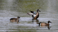 Blue wing Teal