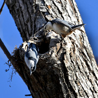 White-breasted Nuthatch