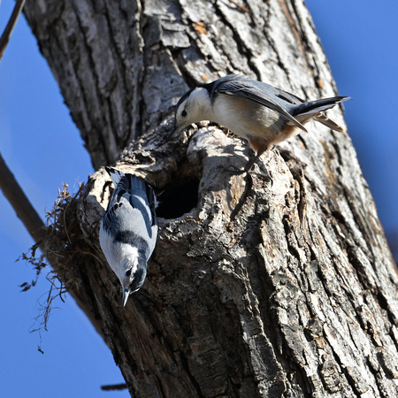 White-breasted Nuthatch