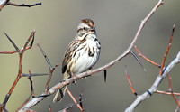 Song Sparrow