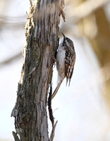 Brown Creeper