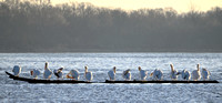 American White Pelicans